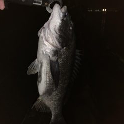 バチパターン継続中