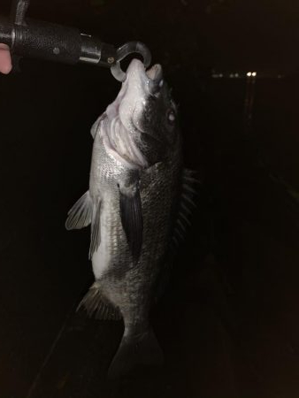 バチパターン継続中