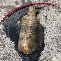 初ヤエンでキロ超！？