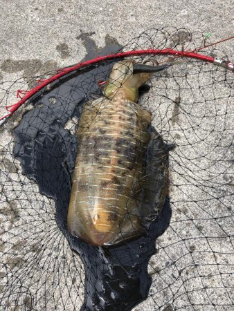 初ヤエンでキロ超！？