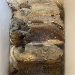 昼間にコウイカつり