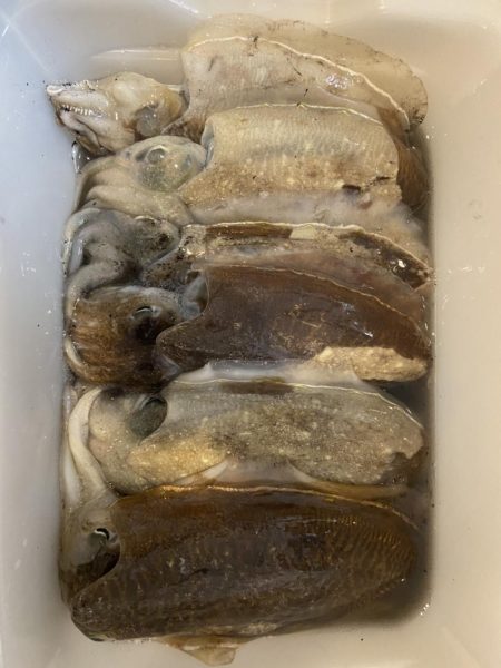 昼間にコウイカつり