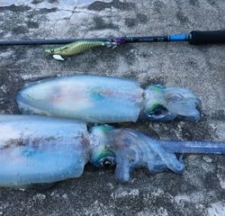 仕事後のエギング