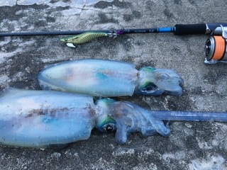 仕事後のエギング