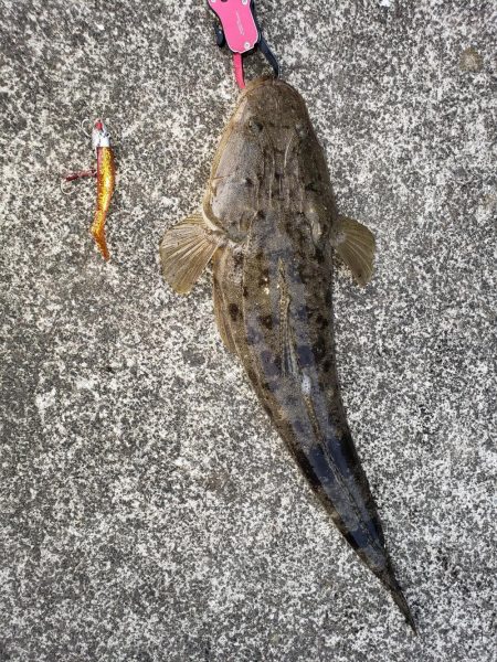 朝まずめの外道