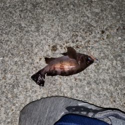 久々の漁港めぐり