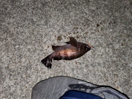 久々の漁港めぐり