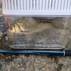 近所の水路で入れ食いを楽しむ(2)