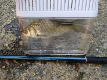 近所の水路で入れ食いを楽しむ(2)