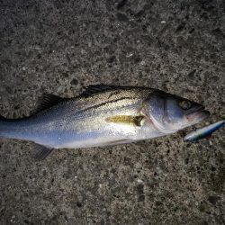 シーバス朝まずめ