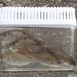 近所の水路で入れ食いを楽しむ(3)