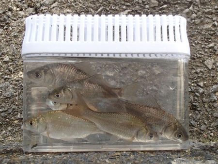 近所の水路で入れ食いを楽しむ(3)