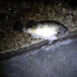 久しぶりのメバリング投稿