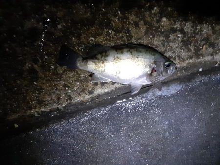 久しぶりのメバリング投稿