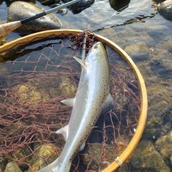 制限解除　久々のサツキマス