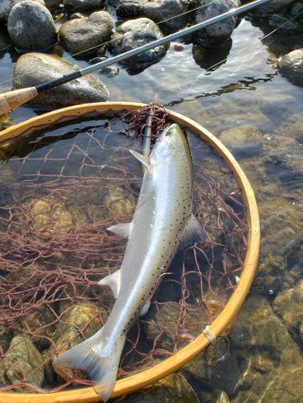 制限解除　久々のサツキマス