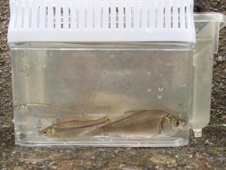 近所の水路で入れ食いを楽しむ(4)