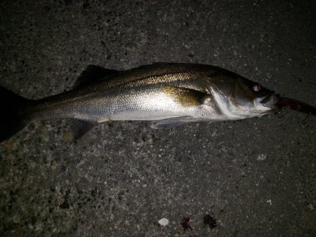 シーバスナイトゲーム