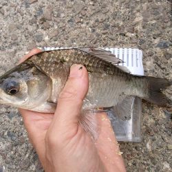 念願のバラタナゴGet!