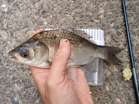 念願のバラタナゴGet!