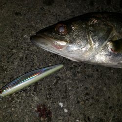 シーバスナイトゲーム+おまけ