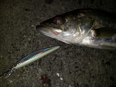 シーバスナイトゲーム+おまけ