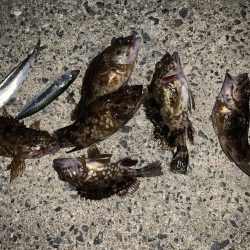 メバリングのはずが・・・