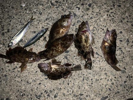 メバリングのはずが・・・