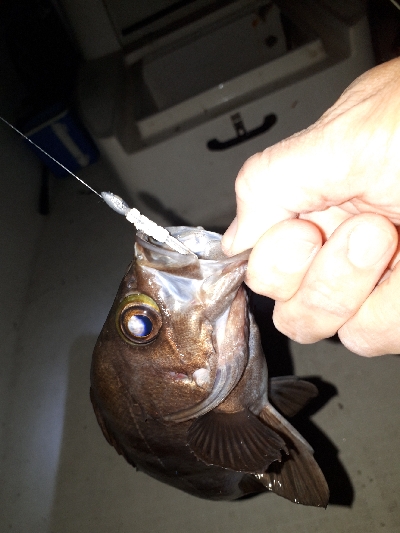 オフショアライトフィッシング