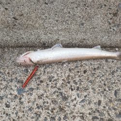 久しぶりの投稿です。