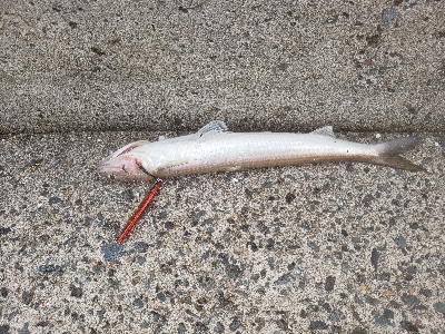 久しぶりの投稿です。