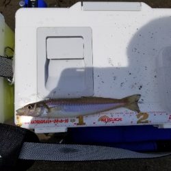 生見海岸、白浜海岸