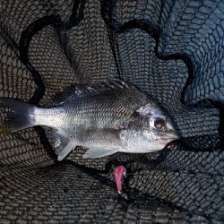 自粛明けブリームゲーム