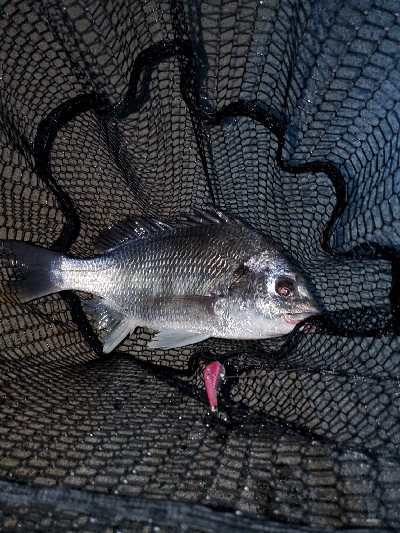 自粛明けブリームゲーム