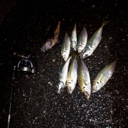 三密ポイントを回避してからのアジング