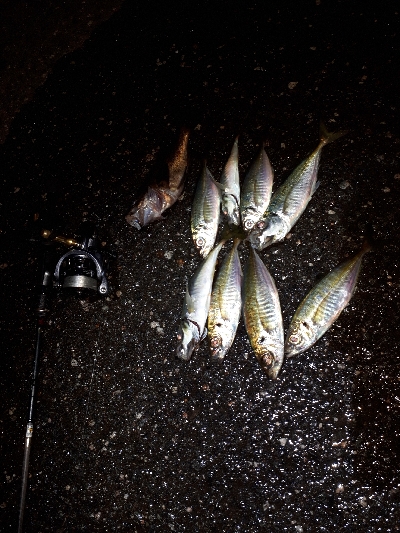 三密ポイントを回避してからのアジング