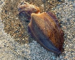 コウイカの親イカ