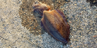 コウイカの親イカ