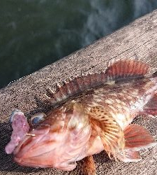 南港ガシリング