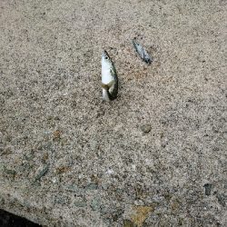 久しぶりの釣りです。