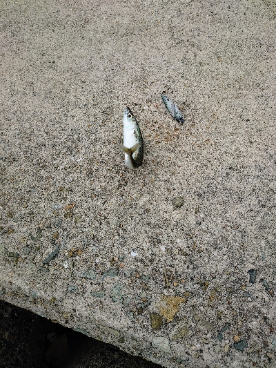 久しぶりの釣りです。