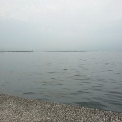 サゴシ ハマチ狙い