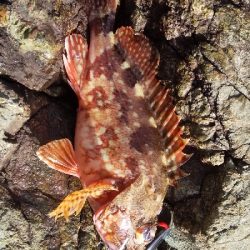 久しぶりの釣り