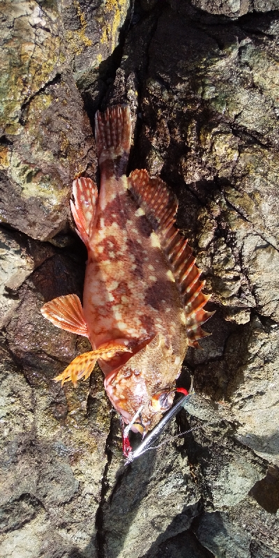 久しぶりの釣り