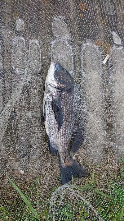 久しぶりのやつ