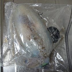 コロナ解除アオリイカ