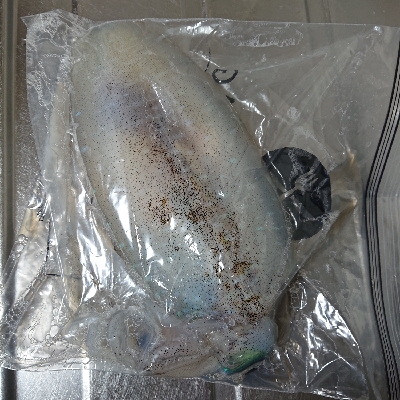 コロナ解除アオリイカ