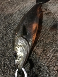 本日活性高し！