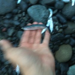 シーバスはサーフです。