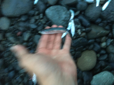 シーバスはサーフです。